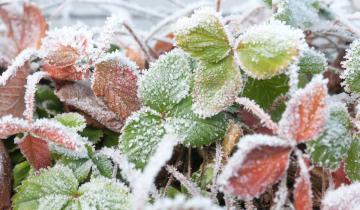frozen strawberries 