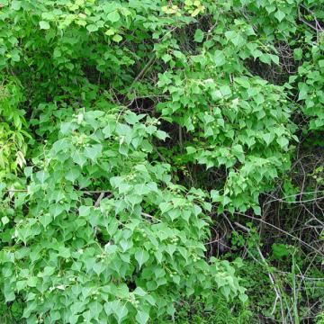 Chinese Tallowtree