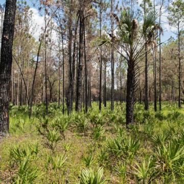 palmettos and pines