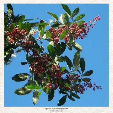 Brazilian Peppertree - Credit UF/IFAS