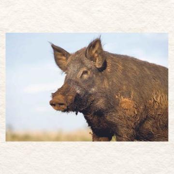 Feral Hog Florida Invasive Species