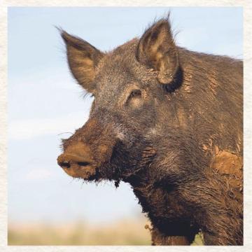 invasive species hogs
