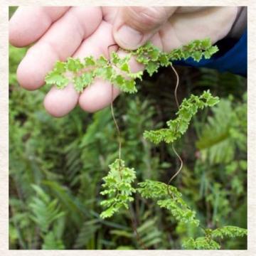 Old World Climbing Fern