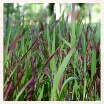 Cogongrass invasive species