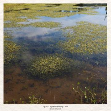 Hydrilla Covering a Lake - Credit: UF/IFAS