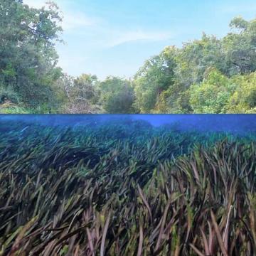 Weeki Wachee River underwater and flowing