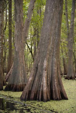 Cypress trunk in shallow water