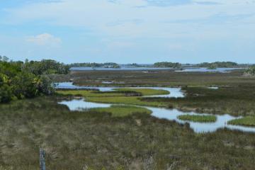 The Withlacoochee River near the Gulf of Mexico