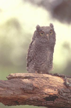Juvenile screech owl perched on tree limb