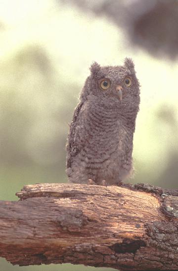 Juvenile screech owl perched on tree limb