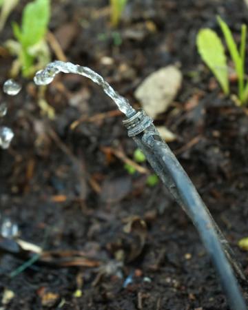 bubbler irrigation