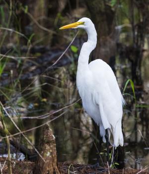 Large white great egret in water