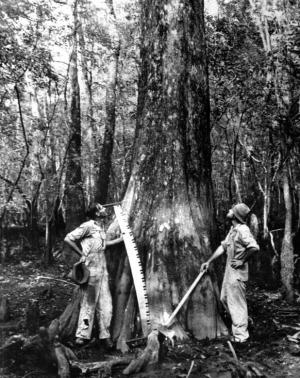 Historical photo of timber harvesting