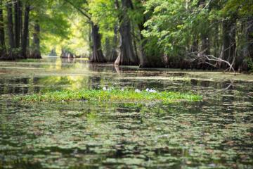 Still waters on the Withlacoochee River