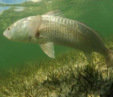 redfish swimming