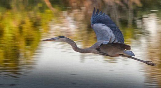 great-blue-heron-498809575.jpg