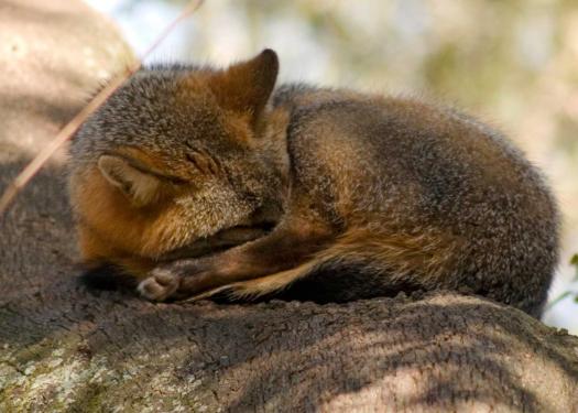 Grey fox sleeping