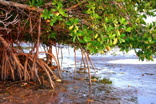 Mangrove roots at water's edge