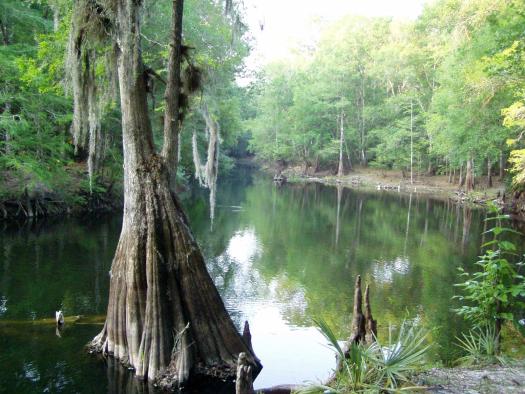 Cypress trees in the swamp