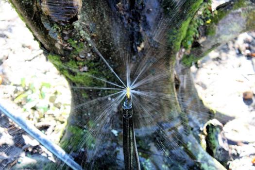 A micro spray jet in an orange grove. 