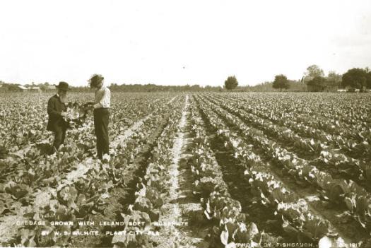 Men inspecting crop in field