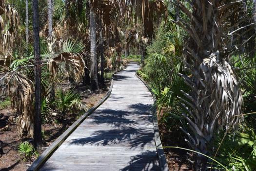 Boardwalk in Withlacoochee Gulf Preserve