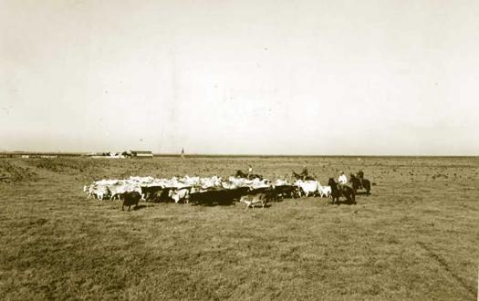 Historical photo of cattle grazing on open field