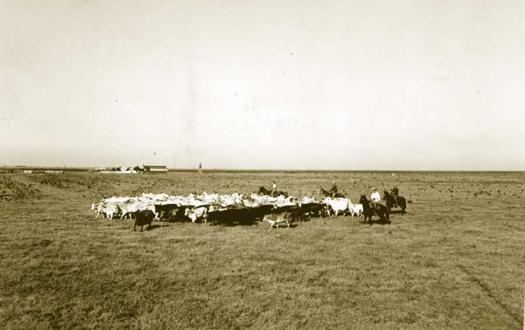 Historical photo of cattle grazing on open field