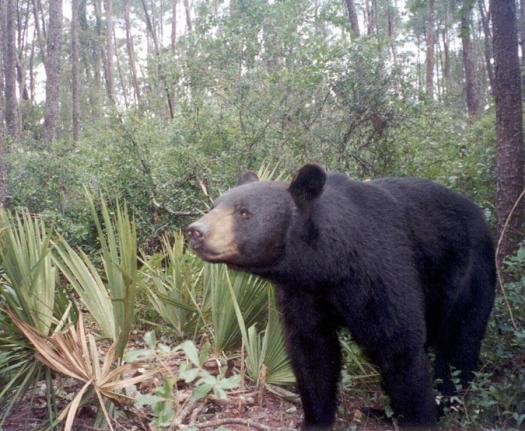 A black bear in scrub forest