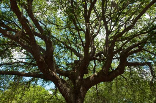 Spreading branches of a live oak tree