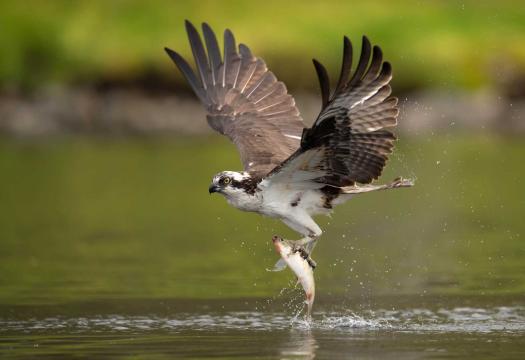 Osprey in flight with fish in talons