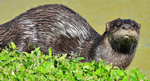 An otter sunning in the grass