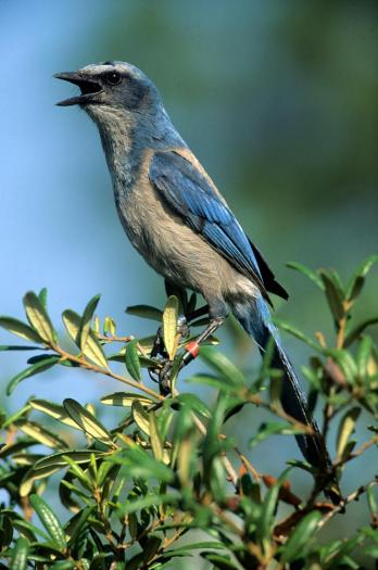Scrub jay on branch with mouth open