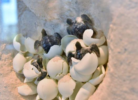 Baby sea turtles hatching