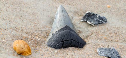 An ancient shark tooth on the beach