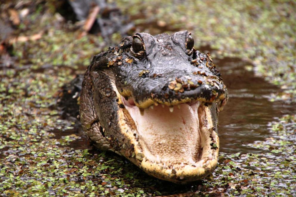 Close-up of alligator in water