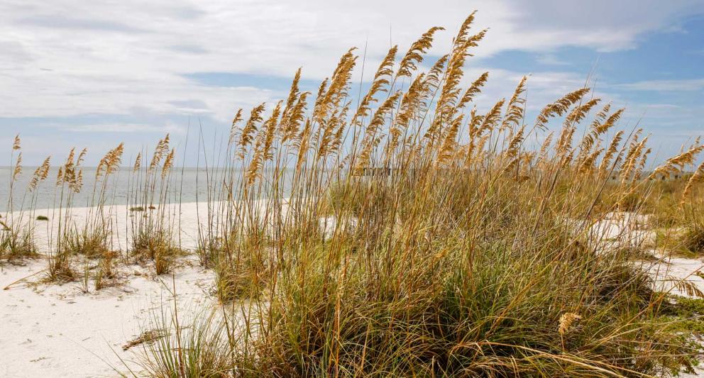 Grasses growing on a beach sand dune