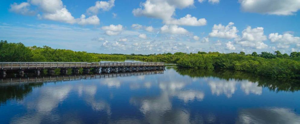 Abandoned jetty in a mangrove estuary