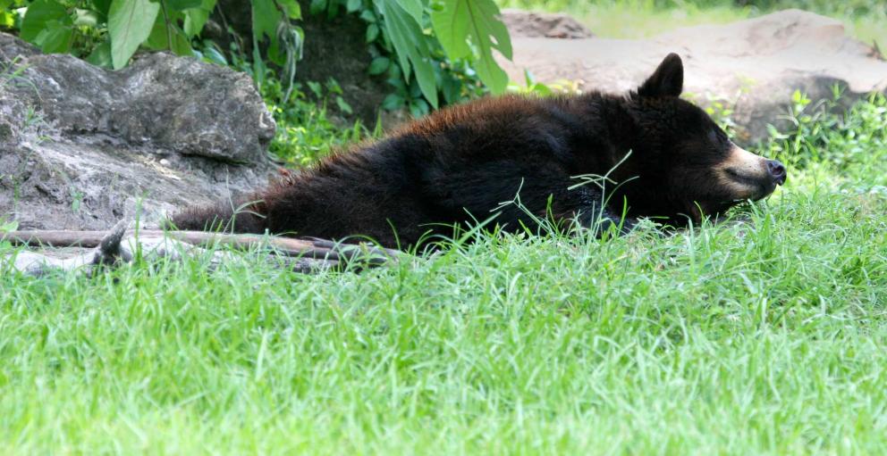 A Florida black bear naps in the afternoon shade.
