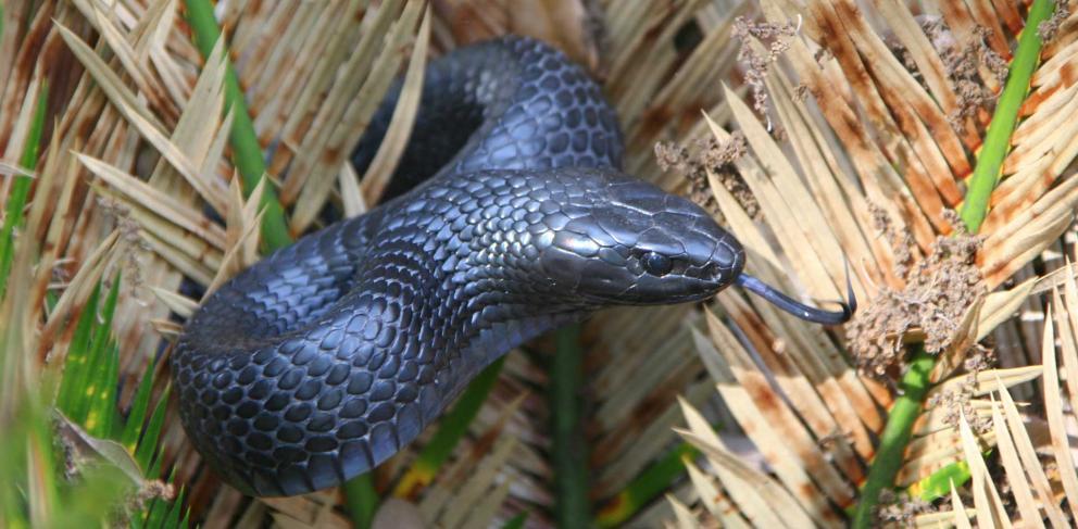 eastern-indigo-181167981.jpg