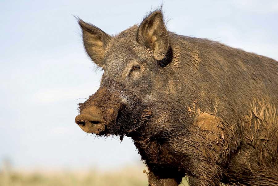 Feral hog hunts
