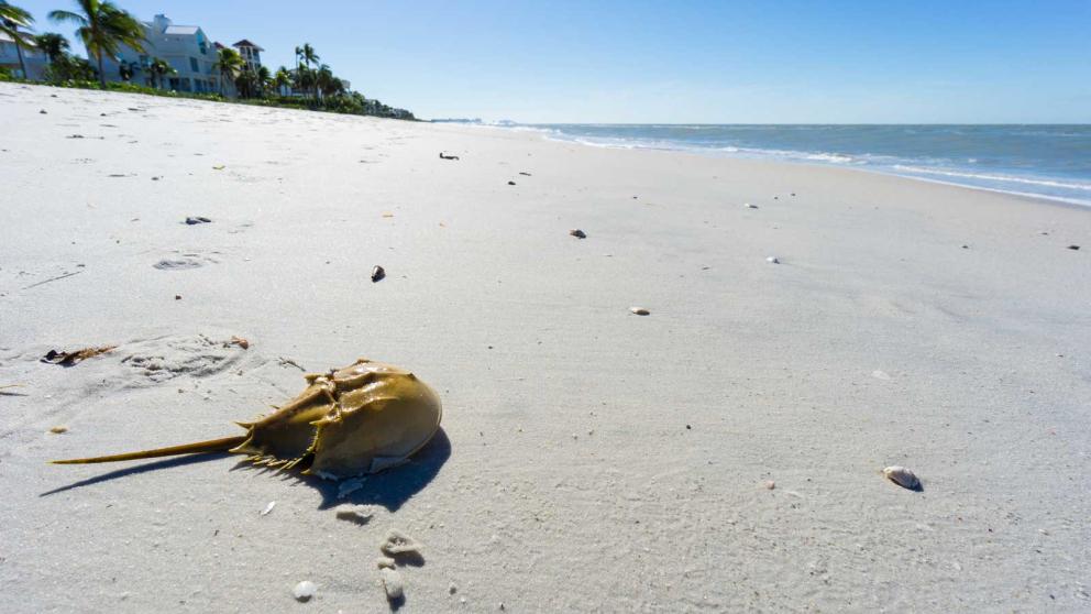 A horseshoe crab on the beach