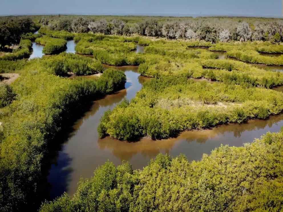 Aerial view of the restored Cockroach Bay