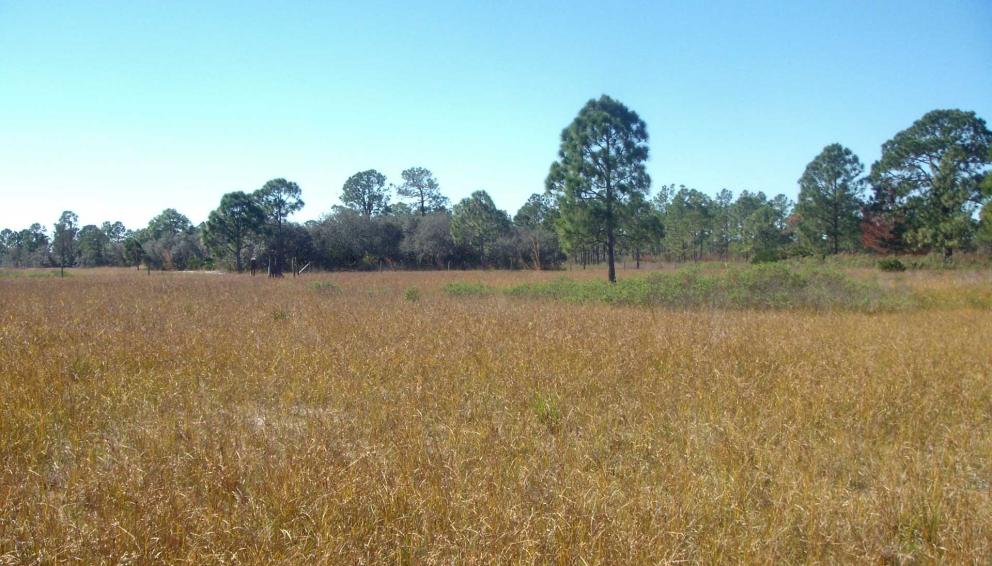 Open field with tree in background under a sunny blue sky