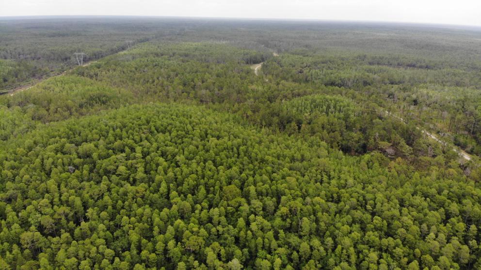 Aerial view of forested wilderness area