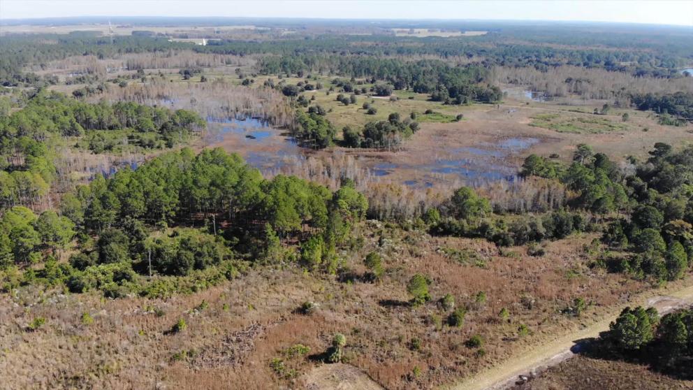 Aerial view of Green Swamp West wilderness area