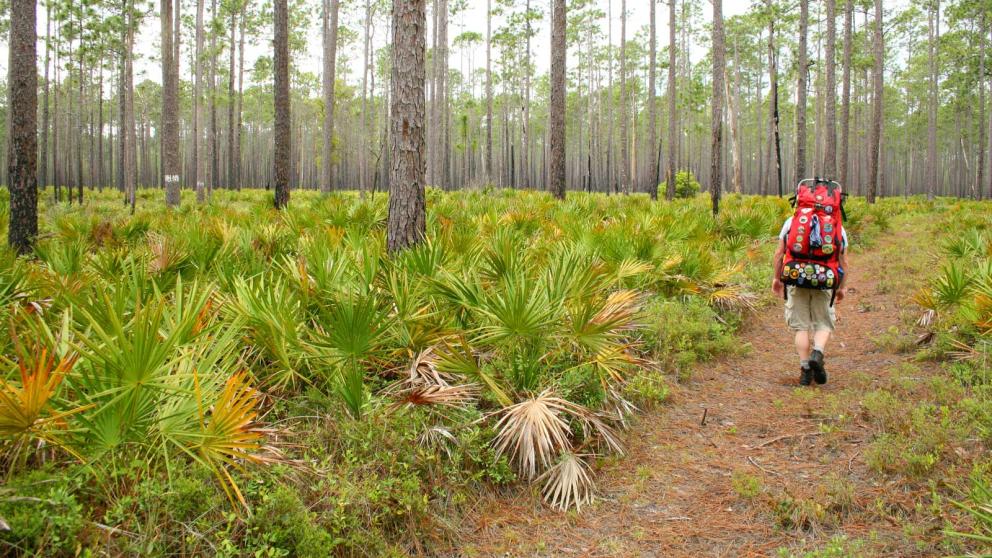 Solitary backpacker hiking on trail through pines and palmettos