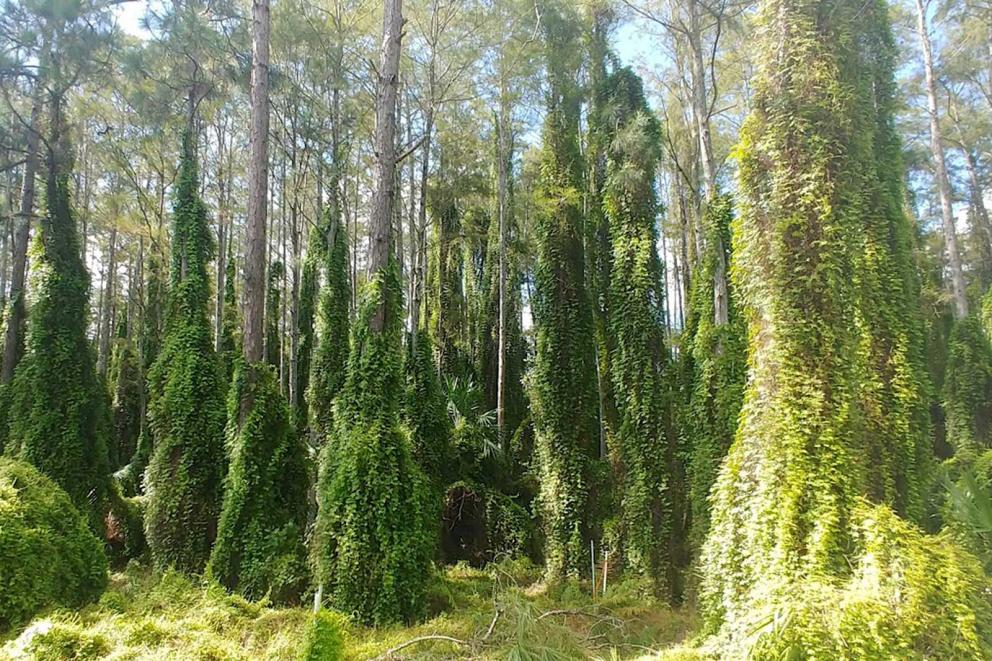 Old World Climbing Fern (Lygodium microphyllum) completely covering trees
