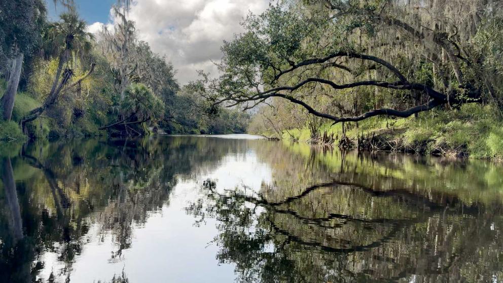 Branches overhand a slow moving shallow river