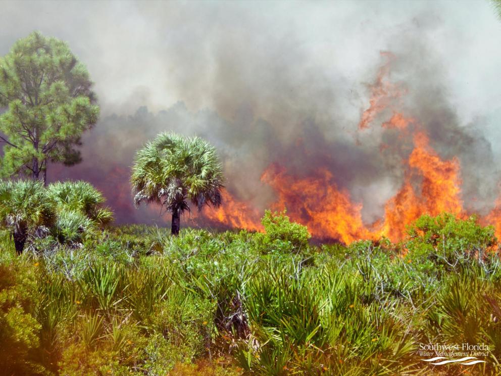 Prescribed Burning in Florida